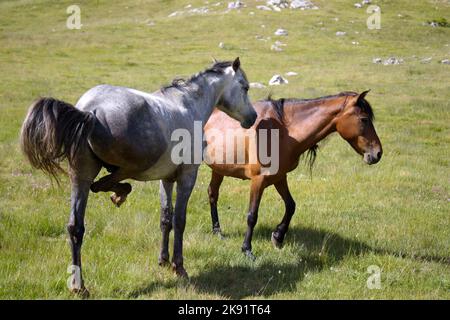 Une paire de chevaux paître sur un terrain rural de montagne Banque D'Images