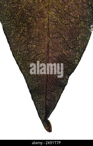 Gros plan de la feuille d'arbre pourrie, nature texture bacirée, Macro sur le feuillage d'automne Banque D'Images