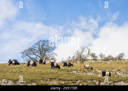 Vue sur une colline escarpée à des vaches qui paissent entre le calcaire exposé sur Bucken Pike dans les Yorkshire Dales. Banque D'Images