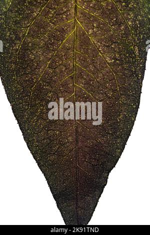 Gros plan de la feuille d'arbre pourrie, nature texture bacirée, Macro sur le feuillage d'automne Banque D'Images