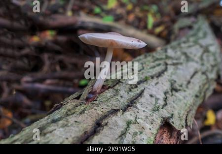 Champignons provenant d'un tronc d'arbre dans la réserve naturelle de Koenigsforst Banque D'Images