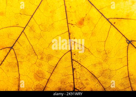 Détails d'un congé d'érable, feuille d'érable macro Banque D'Images