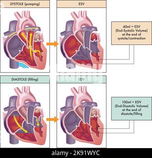 Illustration médicale des deux phases principales du cycle cardiaque, systole et diastole, avec annotations. Illustration de Vecteur