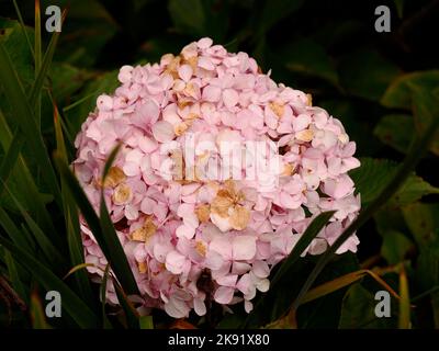 Gros plan de la fleur rose de la plante de jardin vivace à feuilles caduques Hydrangea macrophylla Ayesha. Banque D'Images