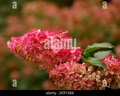 Gros plan de la fleur de couleur d'automne de la plante de jardin vivace à feuilles caduques Hydrangea paniculata Vanille Fulève. Banque D'Images