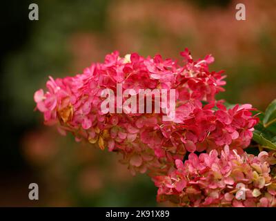 Gros plan de la fleur de couleur d'automne de la plante de jardin vivace à feuilles caduques Hydrangea paniculata Vanille Fulève. Banque D'Images