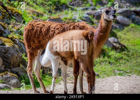 Le petit lama boit du lait maternel. Llama cub boit du lait, le lama jaune nourrit son cub dans les montagnes du Pérou Banque D'Images