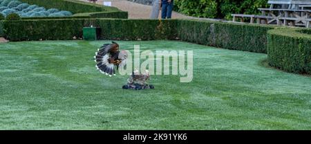 Un Harris Hawk (Parabuteo unicinctus) descend et capture une fausse proie de lapin Banque D'Images