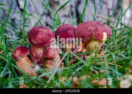 Bolete bicolor dans la prairie Banque D'Images