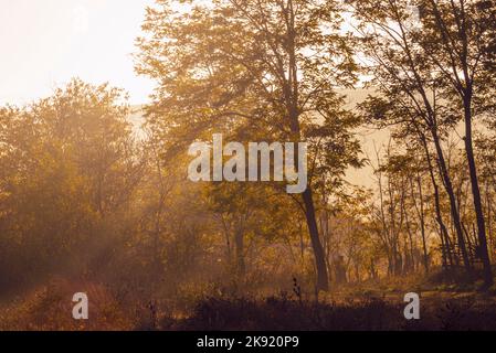 Paysage tôt le matin. rayons du soleil perçant à travers les arbres sur la brume forestière automne Banque D'Images