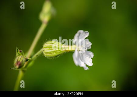 Macro photographie - fleurs de l'herbe à poux dans le pré Banque D'Images