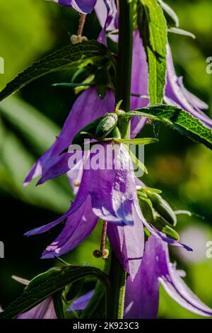 Macro photographie - le Bellflower rampant est une mauvaise herbe vivace qui peut atteindre jusqu'à 1 mètres de hauteur. Banque D'Images