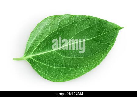 Feuille de welkle fraîche isolée sur fond blanc avec pleine profondeur de champ. Vue de dessus. Pose à plat. Banque D'Images