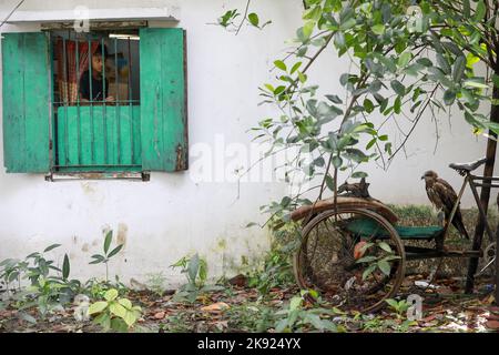 Dhaka, Bangladesh. 25th octobre 2022. Des pluies torrentielles incessantes accompagnées de vents violents ont nui à la vie et aux habitats de nombreux cerfs-volants noirs lorsqu'ils sont tombés d'arbres à différents endroits à Dhaka, au Bangladesh, au 25 octobre 2022. Lorsque le cyclone Sitrang a pris la ville par les tempêtes et les pluies, ce n'était pas seulement la population humaine qui a traversé d'immenses difficultés pour aller par leur cours naturel de la journée. C'était particulièrement difficile pour les animaux aussi, qui étaient à perte quant à l'endroit où ils pouvaient se loger. Les oiseaux de la capitale n'étaient pas différents. (Credit image: © Suvra Kanti Das/ZUMA Press Wire) Banque D'Images