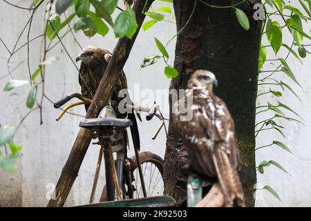 Dhaka, Bangladesh. 25th octobre 2022. Des pluies torrentielles incessantes accompagnées de vents violents ont nui à la vie et aux habitats de nombreux cerfs-volants noirs lorsqu'ils sont tombés d'arbres à différents endroits à Dhaka, au Bangladesh, au 25 octobre 2022. Lorsque le cyclone Sitrang a pris la ville par les tempêtes et les pluies, ce n'était pas seulement la population humaine qui a traversé d'immenses difficultés pour aller par leur cours naturel de la journée. C'était particulièrement difficile pour les animaux aussi, qui étaient à perte quant à l'endroit où ils pouvaient se loger. Les oiseaux de la capitale n'étaient pas différents. (Credit image: © Suvra Kanti Das/ZUMA Press Wire) Banque D'Images