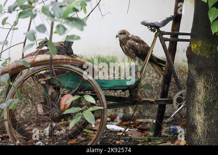 Dhaka, Bangladesh. 25th octobre 2022. Des pluies torrentielles incessantes accompagnées de vents violents ont nui à la vie et aux habitats de nombreux cerfs-volants noirs lorsqu'ils sont tombés d'arbres à différents endroits à Dhaka, au Bangladesh, au 25 octobre 2022. Lorsque le cyclone Sitrang a pris la ville par les tempêtes et les pluies, ce n'était pas seulement la population humaine qui a traversé d'immenses difficultés pour aller par leur cours naturel de la journée. C'était particulièrement difficile pour les animaux aussi, qui étaient à perte quant à l'endroit où ils pouvaient se loger. Les oiseaux de la capitale n'étaient pas différents. (Credit image: © Suvra Kanti Das/ZUMA Press Wire) Banque D'Images