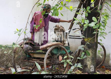 Dhaka, Bangladesh. 25th octobre 2022. Des pluies torrentielles incessantes accompagnées de vents violents ont nui à la vie et aux habitats de nombreux cerfs-volants noirs lorsqu'ils sont tombés d'arbres à différents endroits à Dhaka, au Bangladesh, au 25 octobre 2022. Lorsque le cyclone Sitrang a pris la ville par les tempêtes et les pluies, ce n'était pas seulement la population humaine qui a traversé d'immenses difficultés pour aller par leur cours naturel de la journée. C'était particulièrement difficile pour les animaux aussi, qui étaient à perte quant à l'endroit où ils pouvaient se loger. Les oiseaux de la capitale n'étaient pas différents. (Credit image: © Suvra Kanti Das/ZUMA Press Wire) Banque D'Images