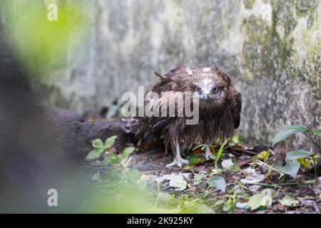 Dhaka, Bangladesh. 25th octobre 2022. Des pluies torrentielles incessantes accompagnées de vents violents ont nui à la vie et aux habitats de nombreux cerfs-volants noirs lorsqu'ils sont tombés d'arbres à différents endroits à Dhaka, au Bangladesh, au 25 octobre 2022. Lorsque le cyclone Sitrang a pris la ville par les tempêtes et les pluies, ce n'était pas seulement la population humaine qui a traversé d'immenses difficultés pour aller par leur cours naturel de la journée. C'était particulièrement difficile pour les animaux aussi, qui étaient à perte quant à l'endroit où ils pouvaient se loger. Les oiseaux de la capitale n'étaient pas différents. (Credit image: © Suvra Kanti Das/ZUMA Press Wire) Banque D'Images