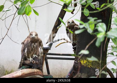 Dhaka, Bangladesh. 25th octobre 2022. Des pluies torrentielles incessantes accompagnées de vents violents ont nui à la vie et aux habitats de nombreux cerfs-volants noirs lorsqu'ils sont tombés d'arbres à différents endroits à Dhaka, au Bangladesh, au 25 octobre 2022. Lorsque le cyclone Sitrang a pris la ville par les tempêtes et les pluies, ce n'était pas seulement la population humaine qui a traversé d'immenses difficultés pour aller par leur cours naturel de la journée. C'était particulièrement difficile pour les animaux aussi, qui étaient à perte quant à l'endroit où ils pouvaient se loger. Les oiseaux de la capitale n'étaient pas différents. (Credit image: © Suvra Kanti Das/ZUMA Press Wire) Banque D'Images