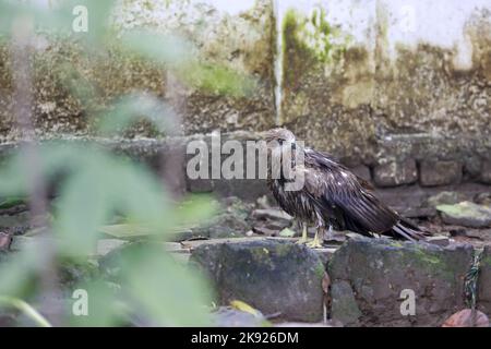 Dhaka, Bangladesh. 25th octobre 2022. Des pluies torrentielles incessantes accompagnées de vents violents ont nui à la vie et aux habitats de nombreux cerfs-volants noirs lorsqu'ils sont tombés d'arbres à différents endroits à Dhaka, au Bangladesh, au 25 octobre 2022. Lorsque le cyclone Sitrang a pris la ville par les tempêtes et les pluies, ce n'était pas seulement la population humaine qui a traversé d'immenses difficultés pour aller par leur cours naturel de la journée. C'était particulièrement difficile pour les animaux aussi, qui étaient à perte quant à l'endroit où ils pouvaient se loger. Les oiseaux de la capitale n'étaient pas différents. (Credit image: © Suvra Kanti Das/ZUMA Press Wire) Banque D'Images