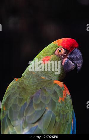 La macaw à front rouge (Ara rubrogenys) est sur fond noir. Banque D'Images