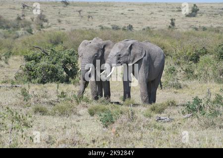 Éléphant d'Afrique (Loxodonta africana). L'un essaie de voler la navigation de la bouche de l'autre Banque D'Images