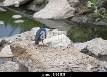 Héron strié ou à dos vert (Butorides striatus), adulte Banque D'Images