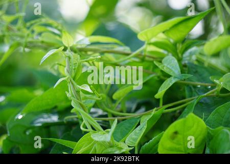 Paederia foetida (également appelée skunkvine, stinvine, gembrot, sembukan, vigne de fièvre chinoise) dans le jardin. Cette plante a un arôme spécial Banque D'Images