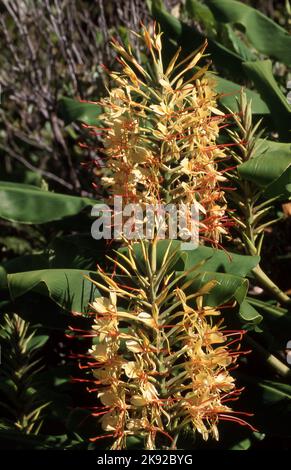 GINGER LILY (Hedychium gardnerianum) également connu sous le nom de KAHILI GINGER, GINGER LILY OU GINGEMBRE JAUNE) Banque D'Images