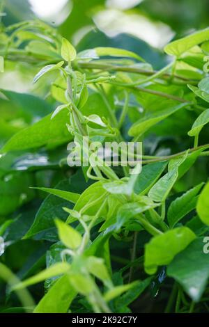 Paederia foetida (également appelée skunkvine, stinvine, gembrot, sembukan, vigne de fièvre chinoise) dans le jardin. Cette plante a un arôme spécial Banque D'Images