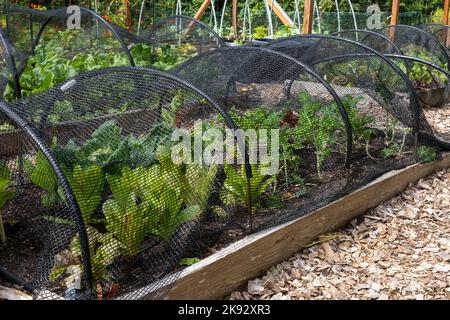 Port Hadlock, Washington, États-Unis. Filet sur des cerceaux couvrant un jardin surélevé avec de la laitue et d'autres légumes dans un jardin communautaire. Banque D'Images