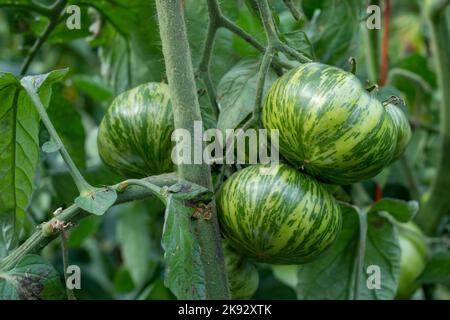 Port Townsend, Washington, États-Unis. Tomates zébrées vertes en culture sur la vigne. Banque D'Images