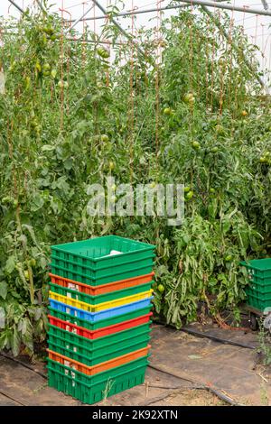 Port Townsend, Washington, États-Unis. Tomates zébrées vertes cultivées sur des trellisis à cordes dans une serre commerciale. Banque D'Images