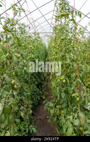 Port Townsend, Washington, États-Unis. Tomates zébrées vertes cultivées sur des trellisis à cordes dans une serre commerciale. Banque D'Images