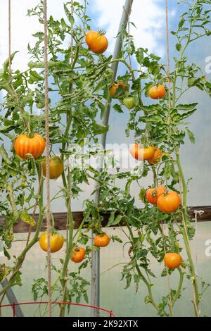 Port Townsend, Washington, États-Unis. Tomates mûres poussant sur un treillis à cordes dans une serre commerciale. Banque D'Images