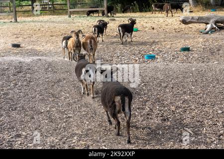 Port Townsend, Washington, États-Unis. Troupeau de moutons de Soay britannique dans un seul fichier dans un stylo. Banque D'Images