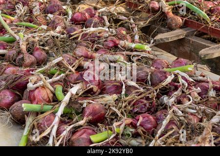 Port Townsend, Washington, États-Unis. Les oignons rouges sèchent et sont stockés dans une serre avant d'être mis sur le marché. Banque D'Images