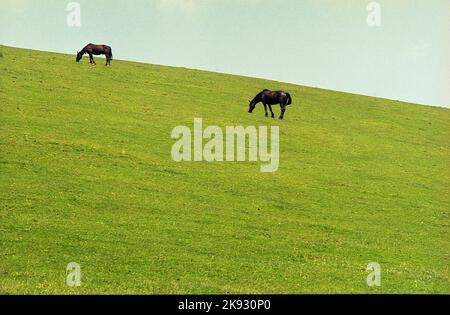 Comté de Harghita, Roumanie, environ 2002. Deux chevaux paître sur un pâturage à flanc de colline. Banque D'Images