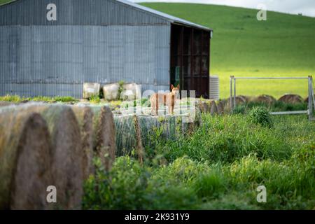 balles de foin sur une ferme à alimenter en vaches au printemps Banque D'Images