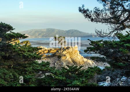 MONTEREY, CALIFORNIE - JUL 26, 2008 : vue sur les arbres de Cyprès le long de la célèbre 17 Mile Drive à Monterey. Les sources prétendent qu'il est l'un des plus photographiés t Banque D'Images