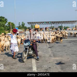 JODHPUR, INDE - 22 OCTOBRE 2012 : un berger, portant un headaddress rouge, marche à côté de ses chèvres pendant la transhumance estivale à Jodhpur, Inde. Banque D'Images