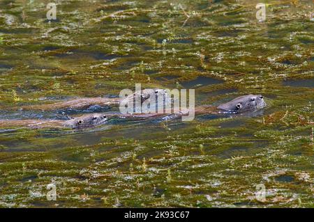 Trois loutres de la rivière nord-américaine (Lontra canadensis) - nageant ensemble entouré par la mauvaise herbe à feuille d'eau eurasienne (Myriophyllum spicatum). Banque D'Images