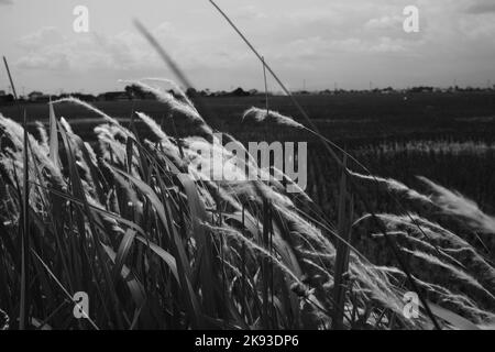 Photo en noir et blanc, photo monochrome d'herbe blanche sur le côté d'un champ de riz à Cicalengka - Indonésie Banque D'Images