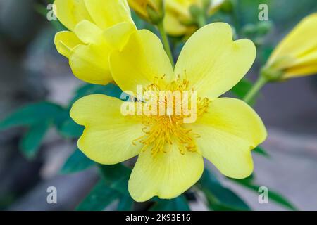 Fleur jaune au printemps, fleur d'arbre de buttercup lumineuse en or dans le jardin de fleurs de printemps Banque D'Images