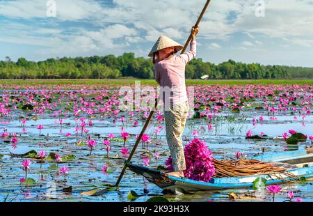 Un fermier ramer un bateau récolte de l'eau dans un champ inondé un matin d'hiver, c'est son gagne-pain quotidien pour soutenir la famille à Tay Ninh Banque D'Images