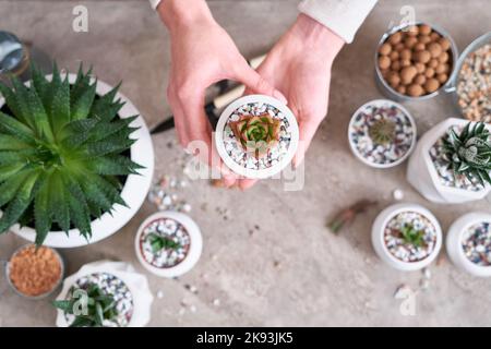 Femme tenant la plante succulente d'Echeveria plantée en pot blanc de céramique Banque D'Images