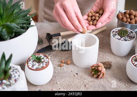 Femme mettant l'argile expansée dans le pot blanc de céramique pour Echeveria succulent plantation Banque D'Images