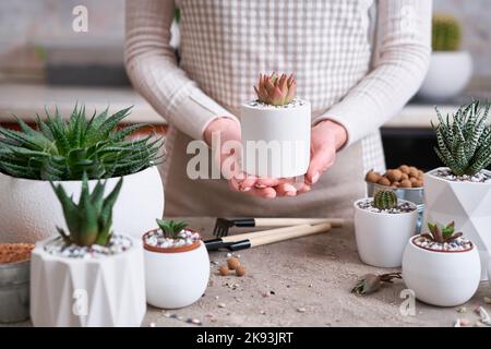 Femme tenant la plante succulente d'Echeveria plantée en pot blanc de céramique Banque D'Images