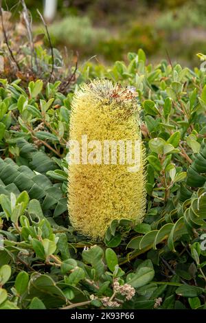 Banksia Banksia grandis, Bull Banque D'Images