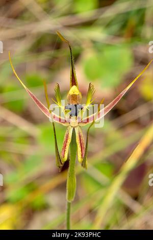 Caladenia attingens subsp attingens, Orchid de Mantis de forêt Banque D'Images